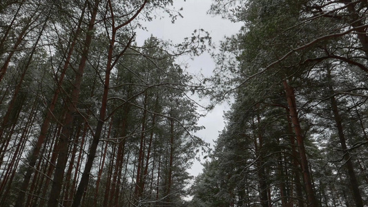 雪中的松树4k下方的风景视频