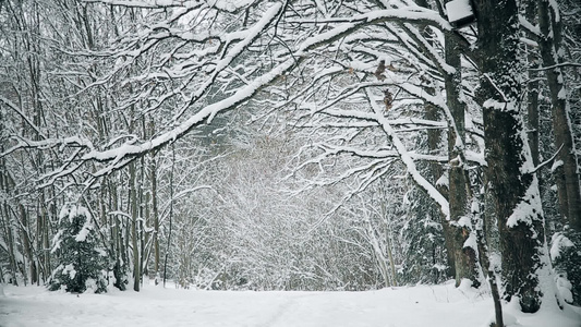 在森林公园的橡树上有许多积雪视频