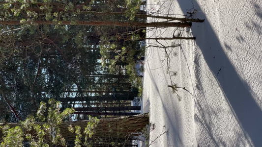 冬季野生公园全景的垂直视频在寒冷的晴天松树树干的长影视频