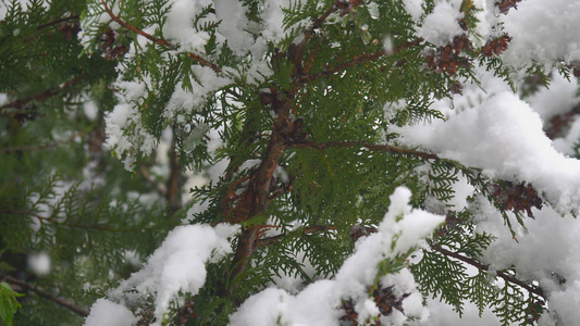 松树雪片视频