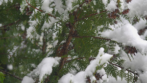 松树上的积雪12秒视频