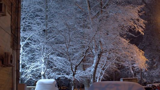 白雪在天上遮著树视频