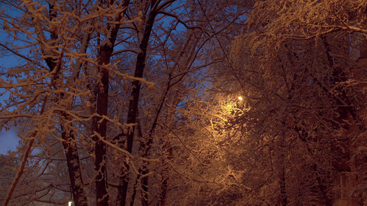 夜间有雪和树枝视频
