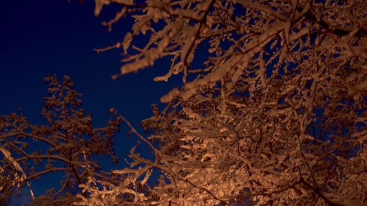 白雪在天上铺着树枝视频