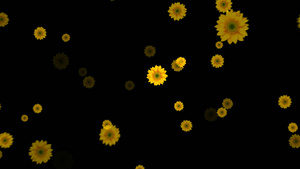 透明通道唯美的向日葵粒子视频素材60秒视频