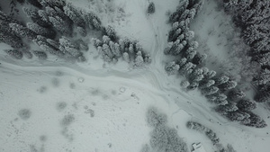 冬天的森林被新鲜雪覆盖32秒视频