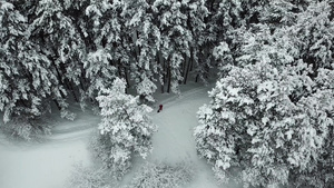 冬天的森林被新鲜雪覆盖14秒视频