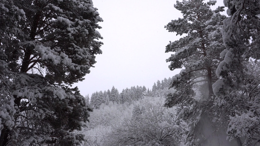 白毛雪落在森林里欢乐的心情视频