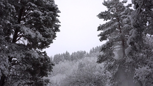 白毛雪落在森林里欢乐的心情11秒视频