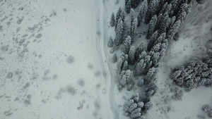 冬天的森林被新鲜雪覆盖42秒视频