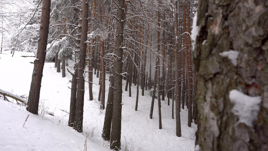 白毛雪落在森林里欢乐的心情视频