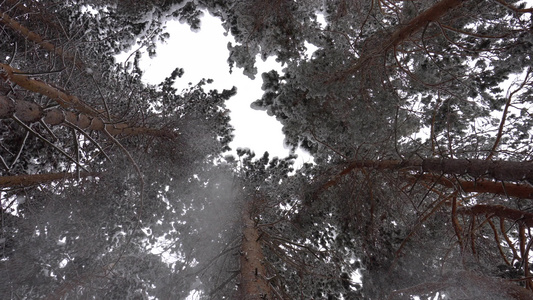 白毛雪落在森林里欢乐的心情视频