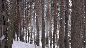 白毛雪落在森林里欢乐的心情10秒视频