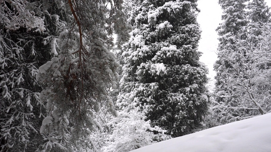 白毛雪落在森林里欢乐的心情视频