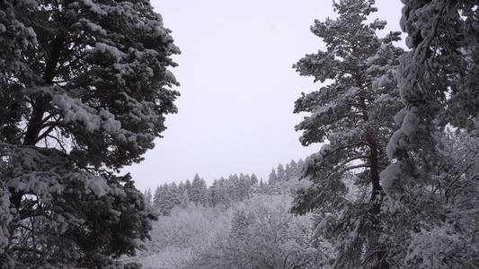 白毛雪落在森林里欢乐的心情视频