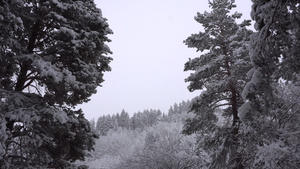 白毛雪落在森林里欢乐的心情13秒视频