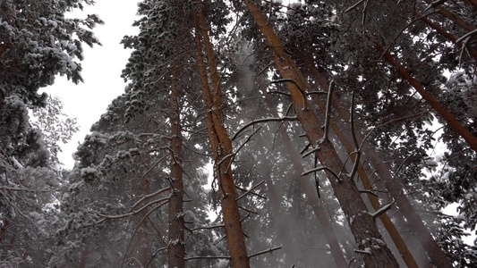 白毛雪落在森林里欢乐的心情视频