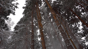 白毛雪落在森林里欢乐的心情16秒视频