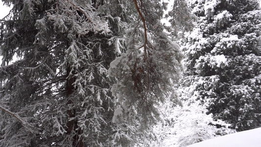白毛雪落在森林里欢乐的心情视频