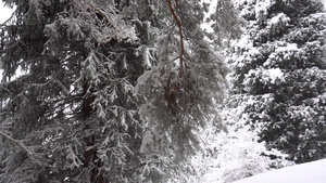 白毛雪落在森林里欢乐的心情19秒视频