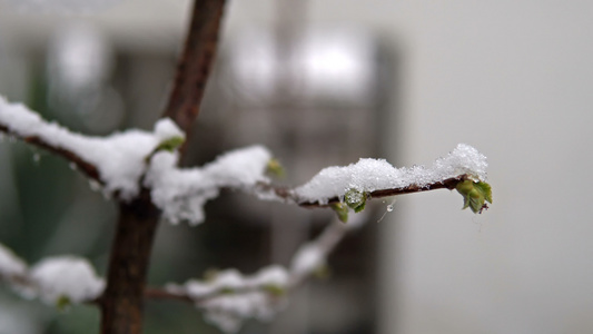 春雪下的梨花电影背景模糊不清掌声视频