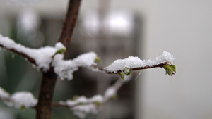 春雪下的梨花电影背景模糊不清掌声30秒视频