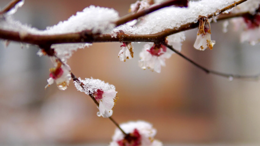 春春的树花花和雪近距离拍摄天气异常视频