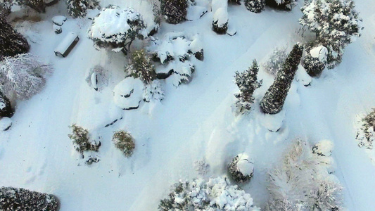 满地的树木和树丛中有新降的雪视频