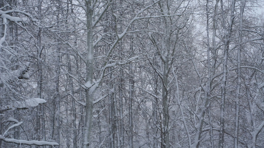 大雪花在森林中坠落视频