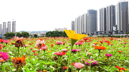 花丛中的建筑视频