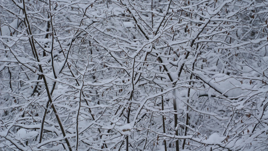 大雪花在森林中坠落4k视频视频