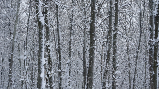 树林雪景视频