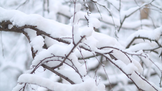 下雪的树枝下下雪视频