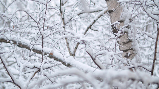 下雪的树枝下下雪视频