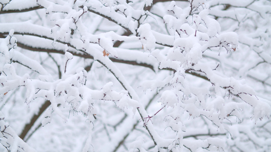 下雪的树枝下下雪视频