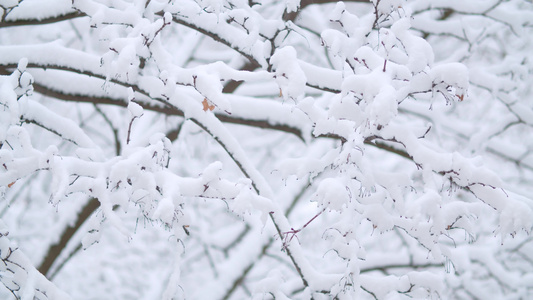 下雪的树枝视频