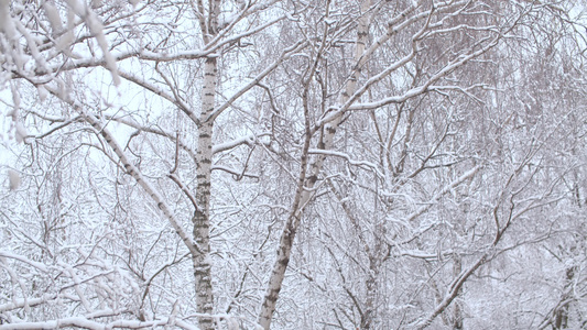 雪在树上落下视频