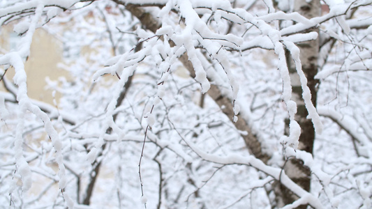 下雪下的树枝枝视频