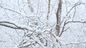 下雪的树枝下下雪18秒视频