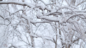 下雪下的树枝枝20秒视频