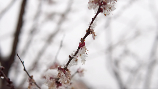 鲜花开花枝花朵和花芽覆盖着雪雪自然遭受气候变化的气候灾害视频