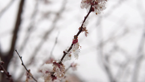 鲜花开花枝花朵和花芽覆盖着雪雪自然遭受气候变化的气候灾害14秒视频