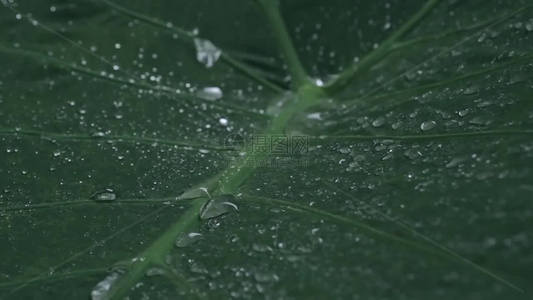 高清立春春雨雨水雨滴水滴空镜头视频