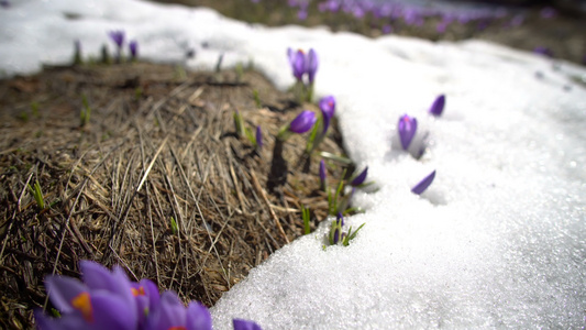 春春春初雪中花朵开花视频