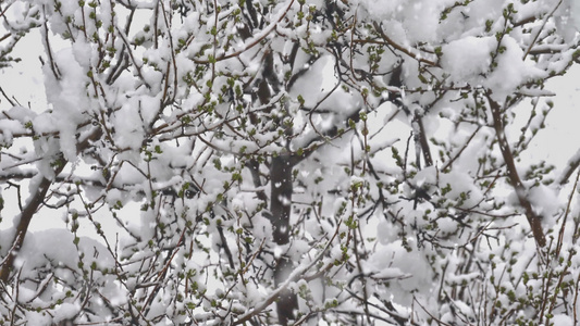 雪下树枝4k树视频