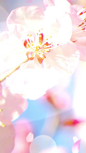 唯美樱花樱花树视频