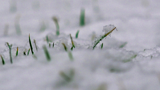 春雪落在草草地上4k冬季背景视频