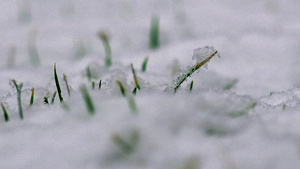 雪落在草地上13秒视频