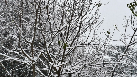 雪落雪缓慢运动视频