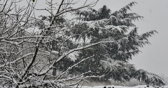 4k树下降雪视频